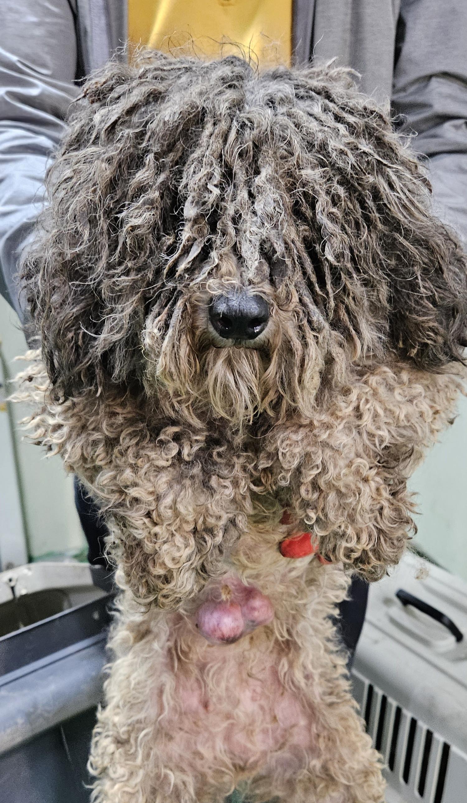 푸들 이미지 파일 입니다.